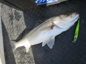 IMG_9682